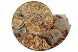 Honey-Orange Ammonite (Argonauticeras) - Befandriana, Madagascar #192187-3